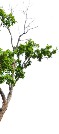 222 tree removal
