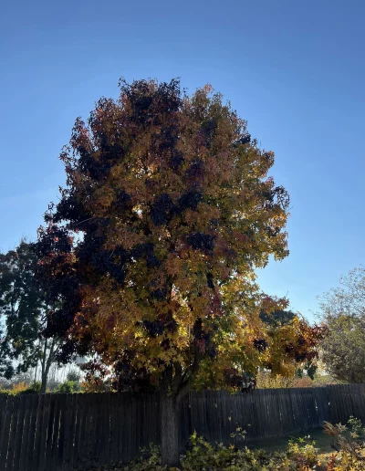 tree care in porterville