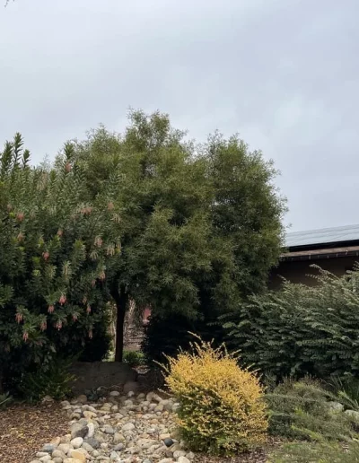 yard arborists