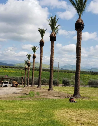 palm trimming in porterville
