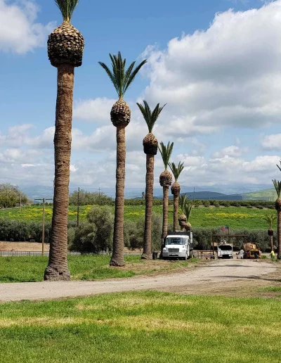 palm tree care experts