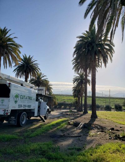 tree care specialists