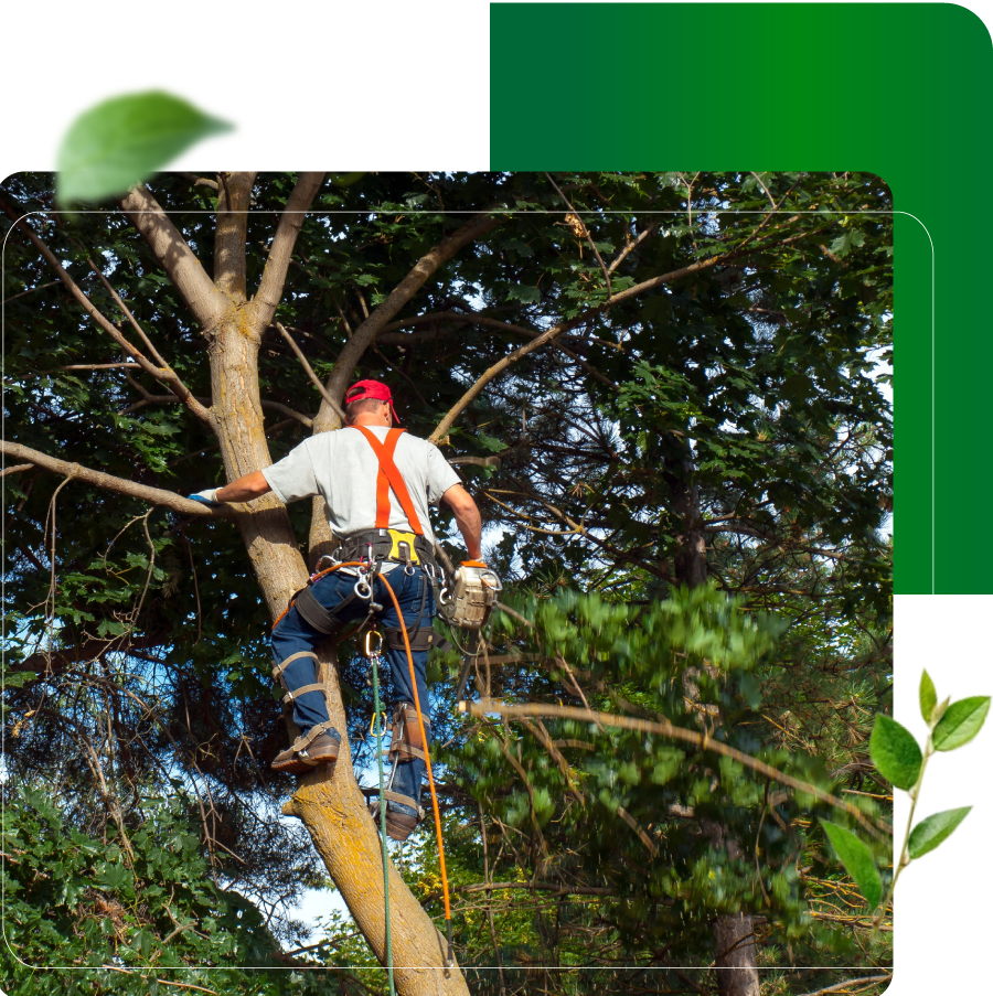 <a href="https://cutatreellc.com/tree-pruning">Tree Pruning</a>
