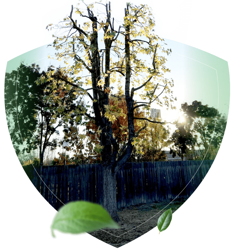 <a href="https://cutatreellc.com/tree-topping">Tree Topping</a>