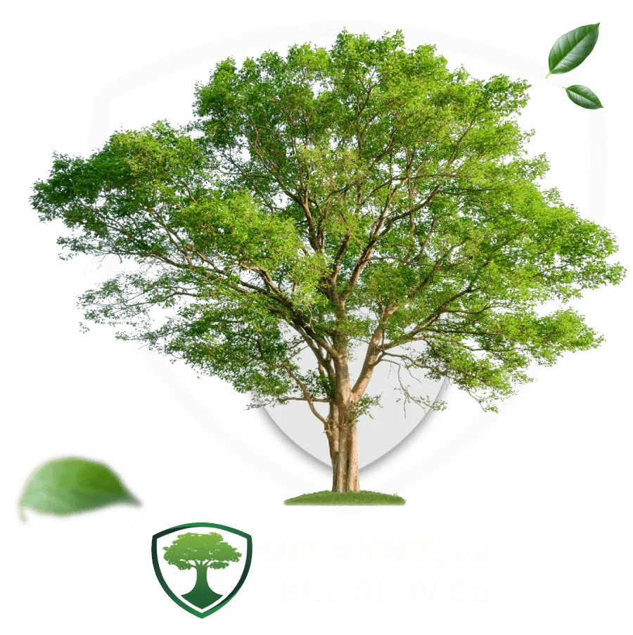 <a href="https://cutatreellc.com/tree-transplantation">Tree Transplantation</a>
