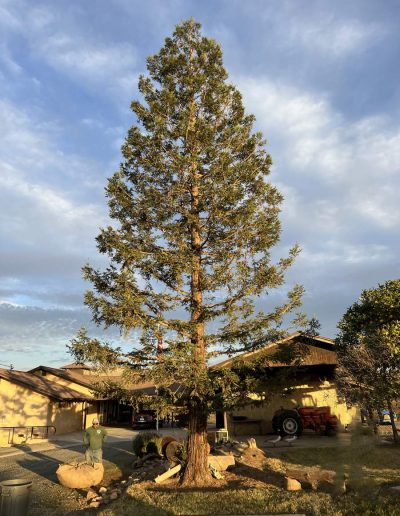 tree experts n central valley