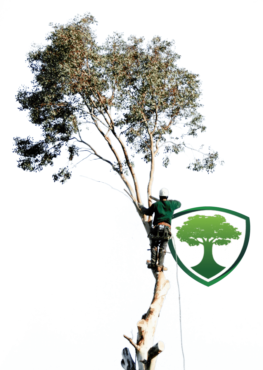 stump grinding tree service in porterville