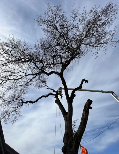 tree removal company in central valley