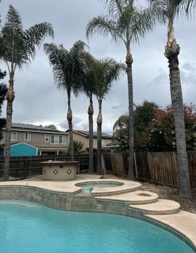 tree trimming
