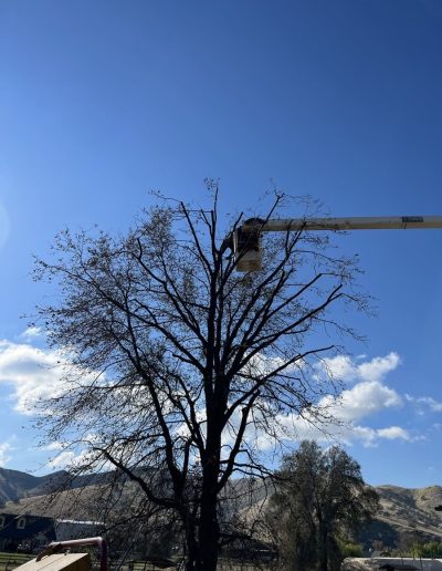 tree thinning