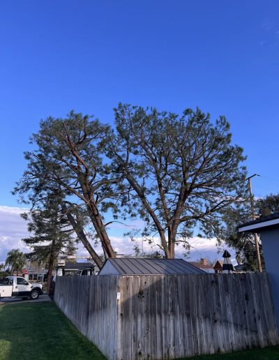commercial tree services
