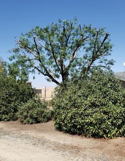 tree company