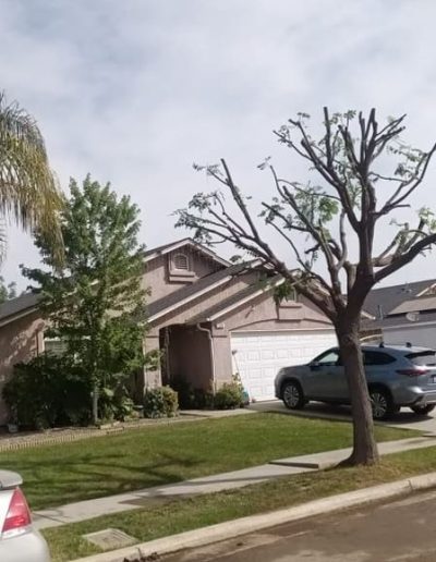 residential tree removal